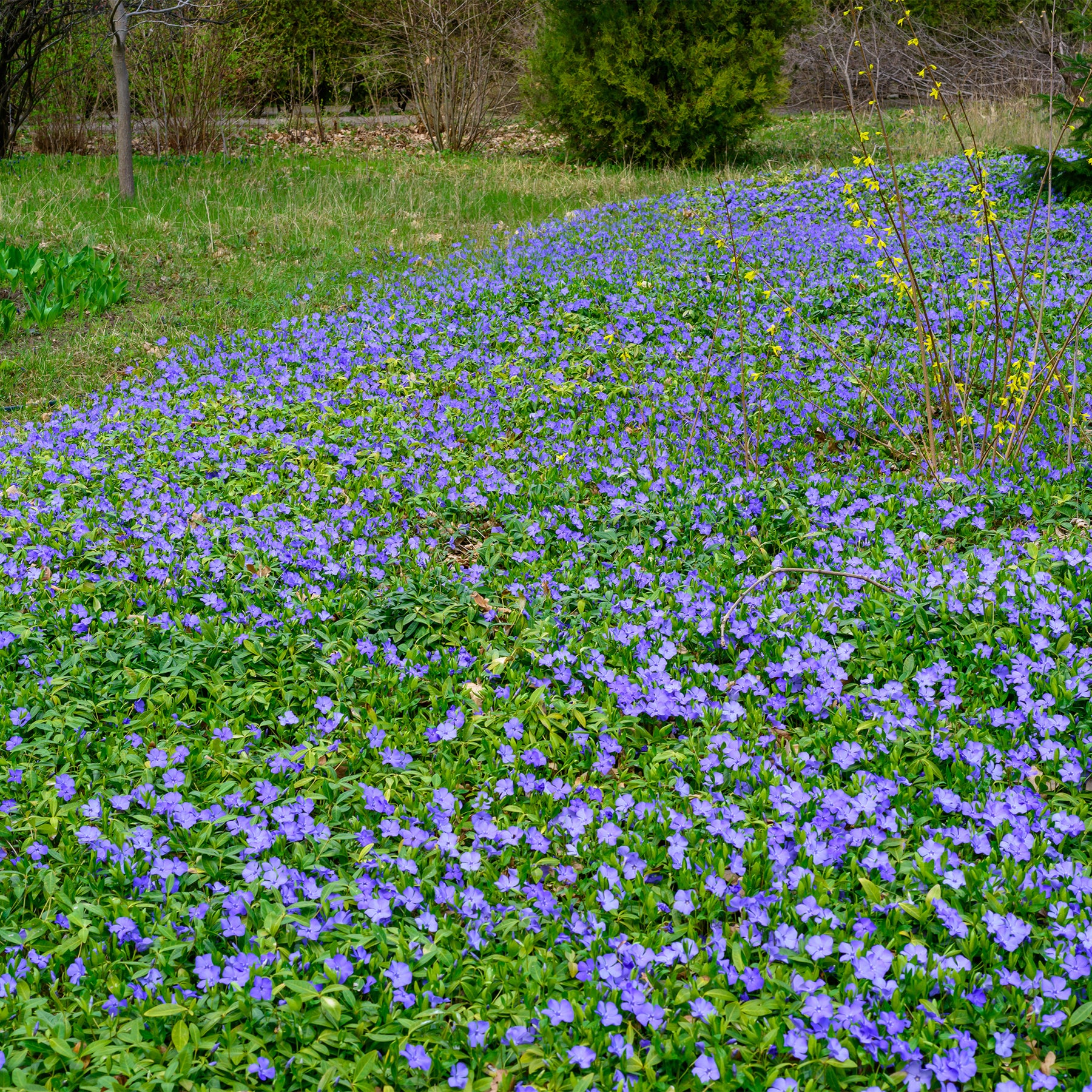 Vente Petite pervenche - Vinca minor