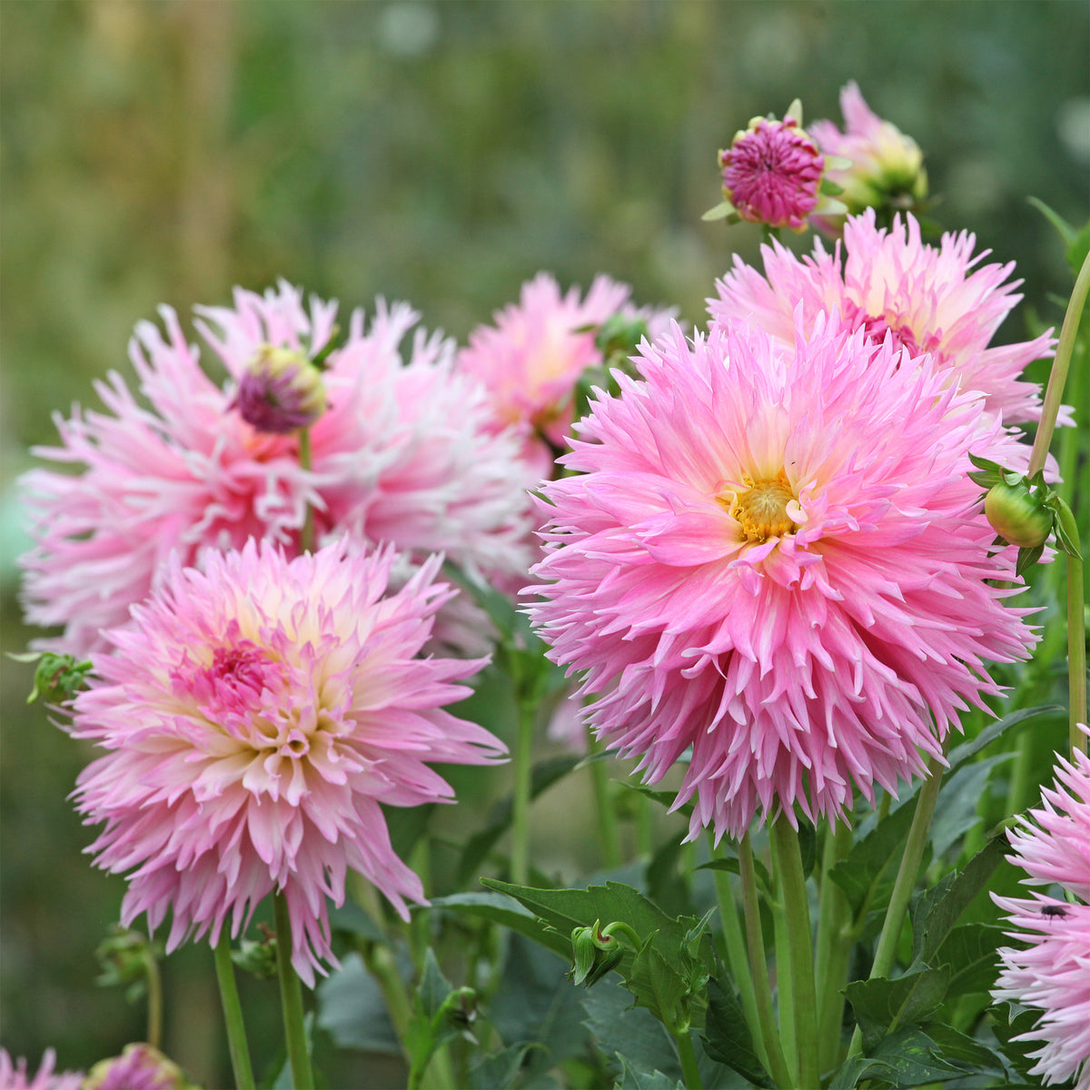 3 Dahlias cactus dentelle Nadia Ruth - Dahlia fimbriata 'nadia ruth' - Willemse