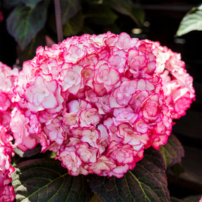 Hortensia Miss Saori - Hydrangea macrophylla miss saori (h2002) - Willemse