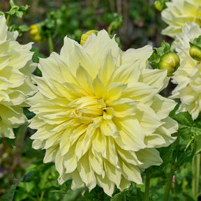 Dahlia 'kelvin floodlight' - 3 Dahlias Kelvin Floodlight - Dahlia