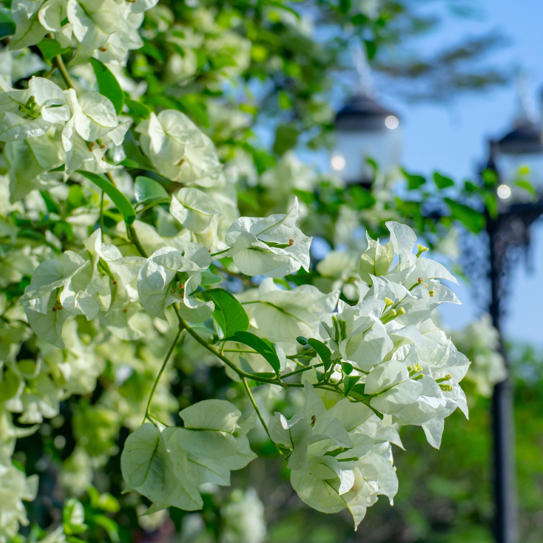 Bougainvillier Blanc - Willemse