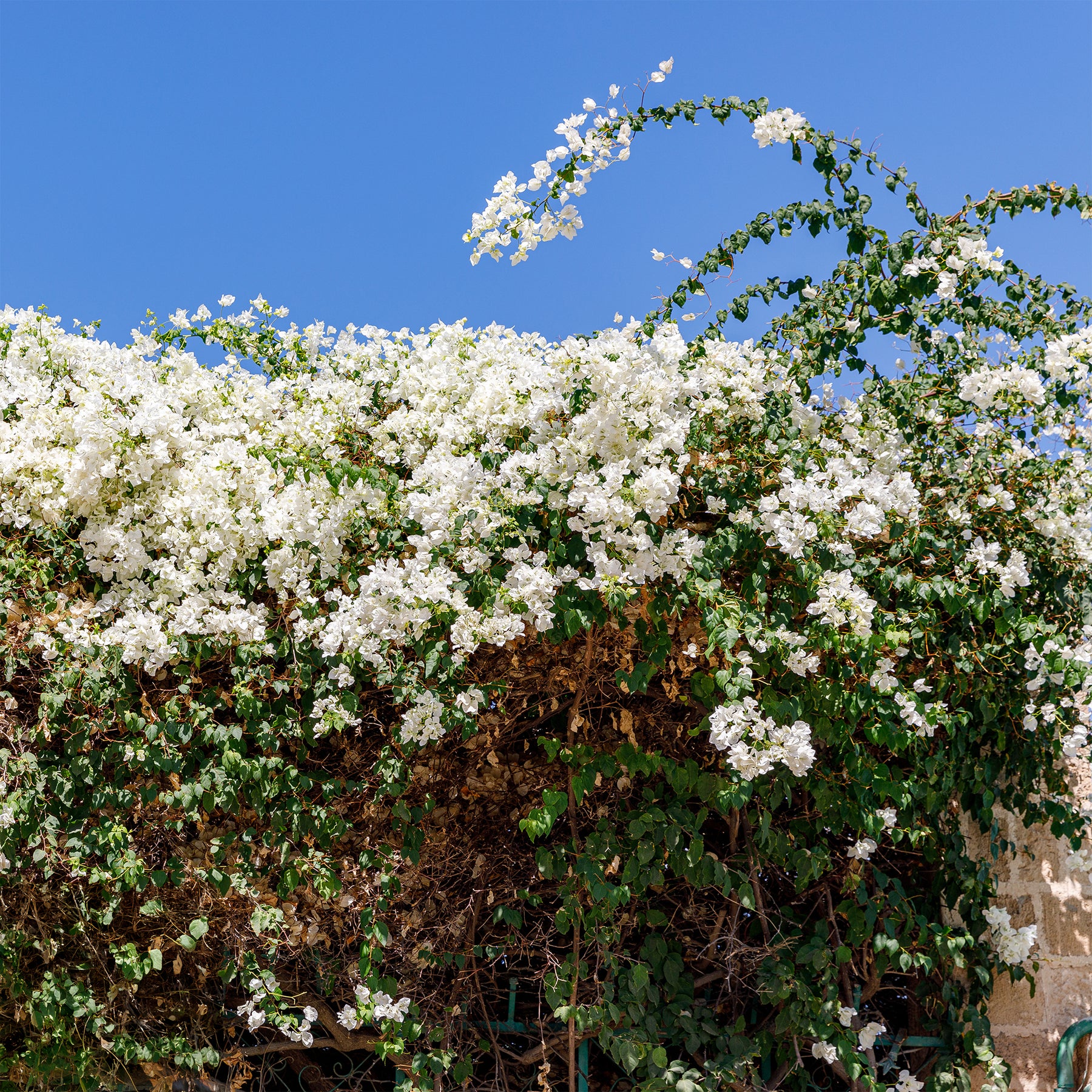 Bougainvilliers - Bougainvillier Blanc - Bougainvillea white