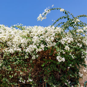 Bougainvilliers - Bougainvillier Blanc - Bougainvillea white