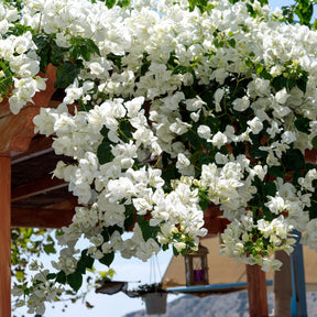 Bougainvillier Blanc
