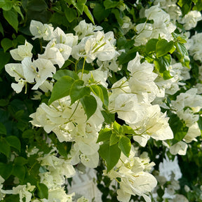 Bougainvillea white - Bougainvillier Blanc - Bougainvilliers