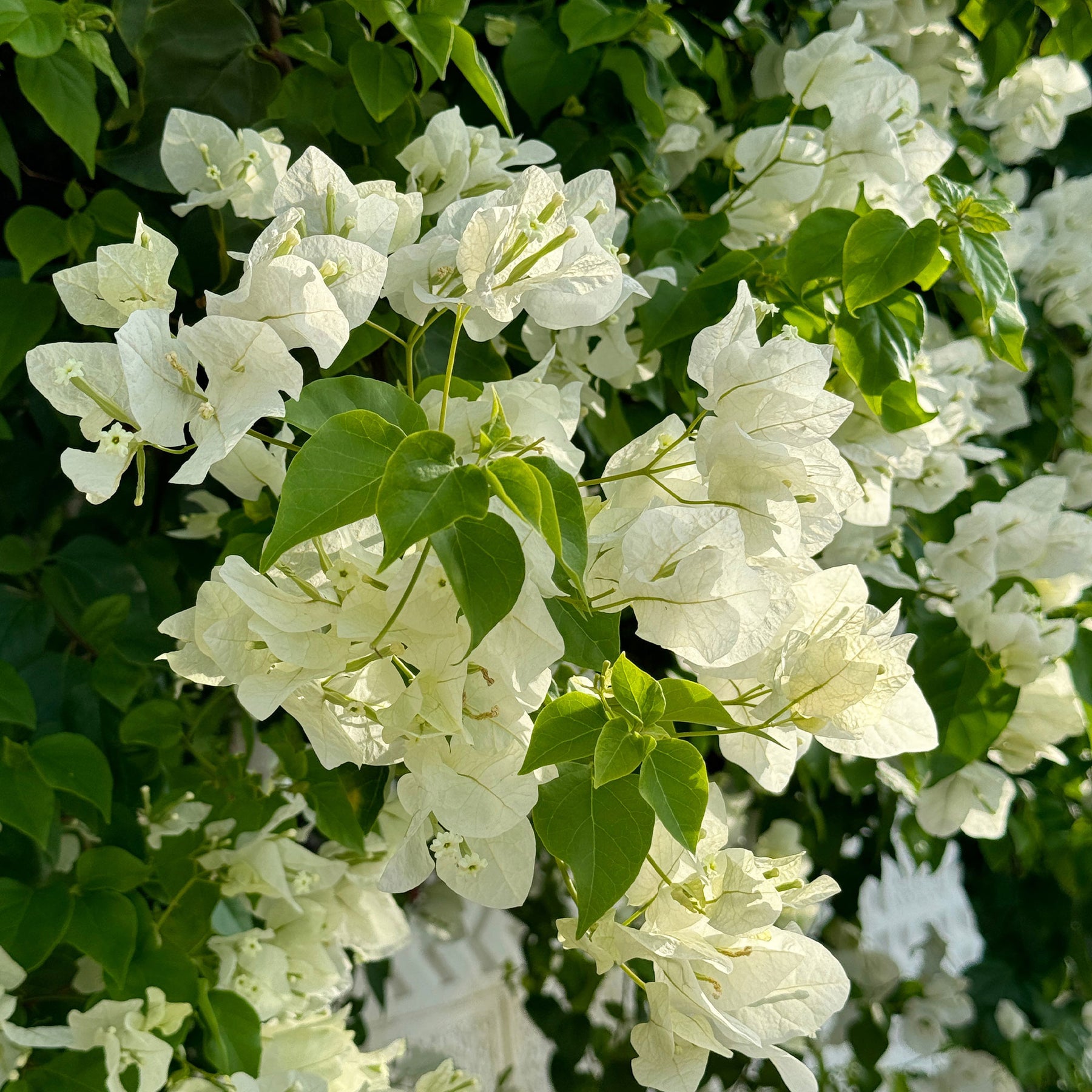 Bougainvillier Blanc