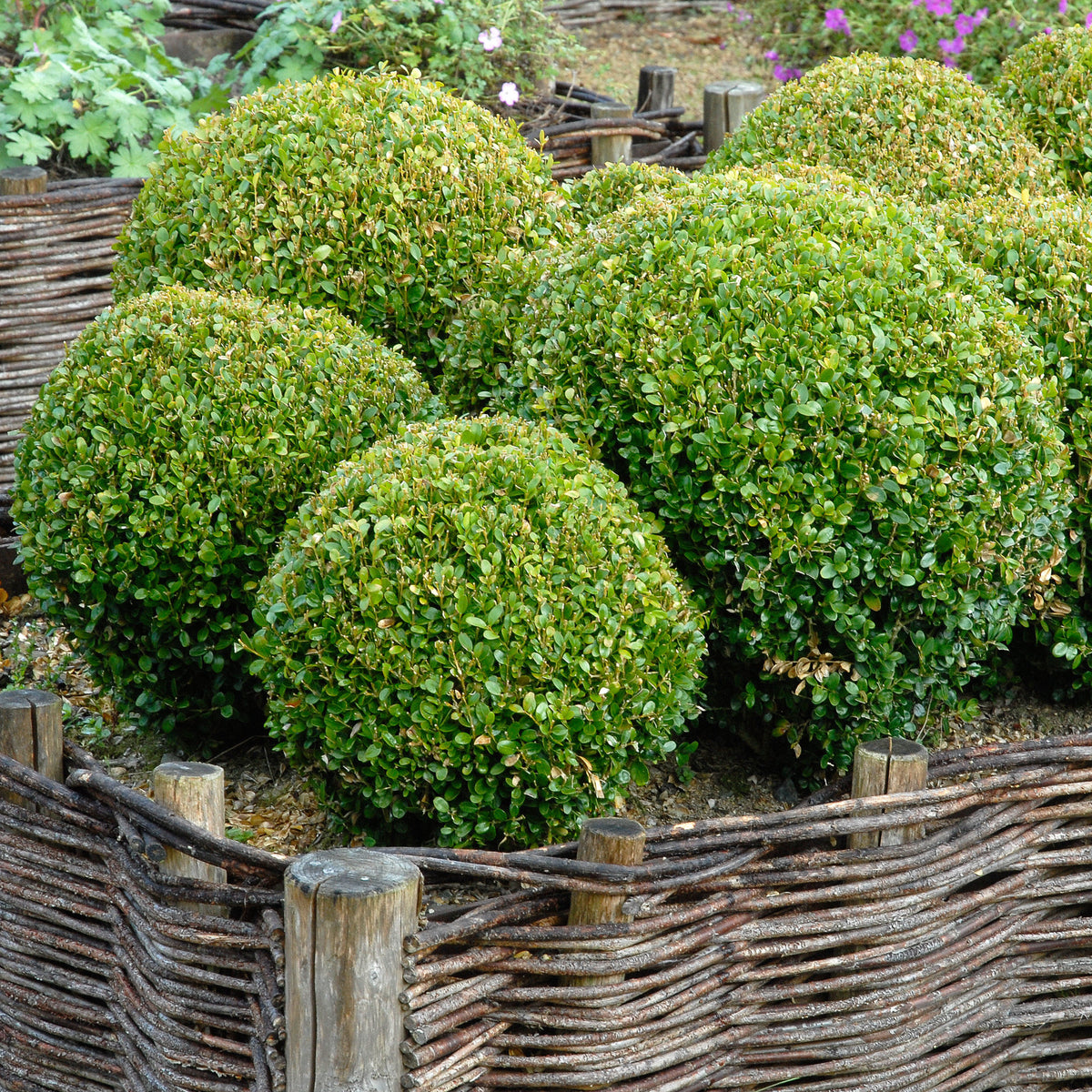 Buis boule - Willemse
