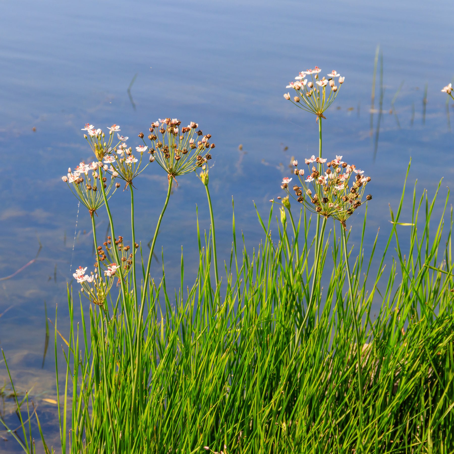 Jonc - Jonc fleuri Butome en ombelle - Butomus umbellatus