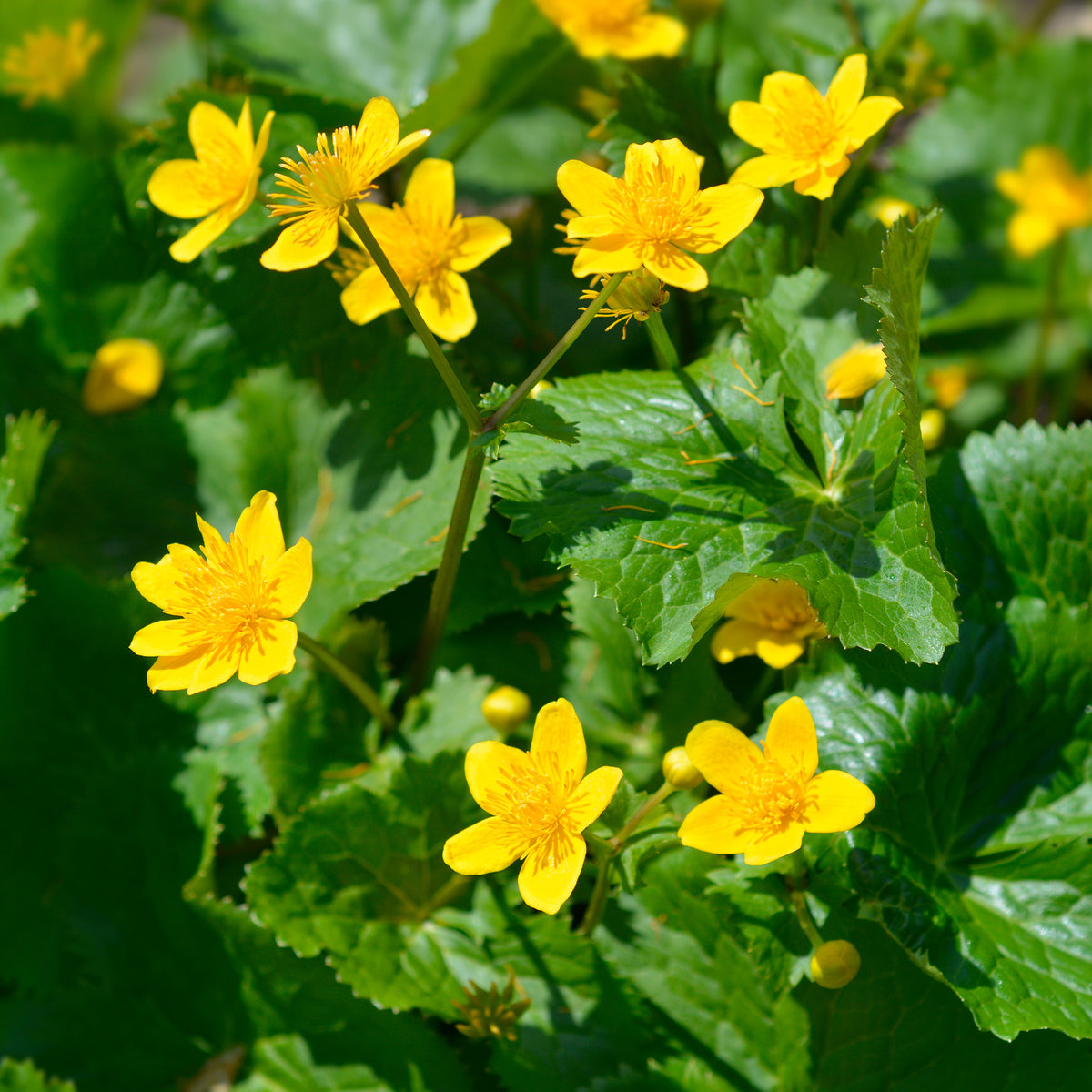 Populage des marais - Souci d'eau - Caltha palustris - Willemse