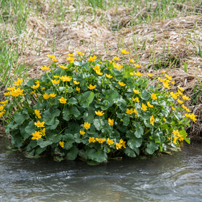 Caltha palustris - Populage des marais - Souci d'eau - Plantes de bassins