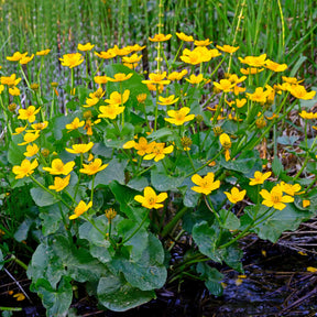 Plantes de bassins - Populage des marais - Souci d'eau - Caltha palustris