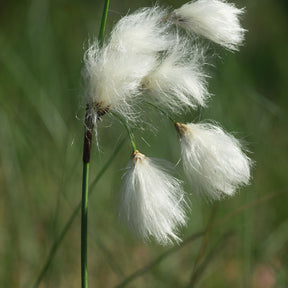 Linaigrette à feuilles étroites - Eriophorum angustifolium - Willemse