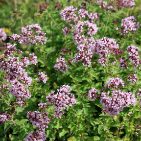 Origan commun - Origanum vulgare - Willemse