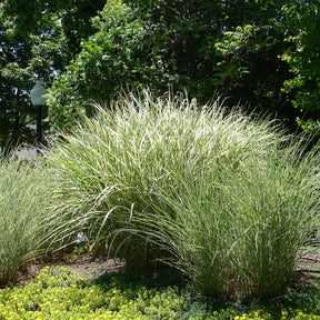 Eulalie Morning Light - Miscanthus sinensis morning light - Willemse