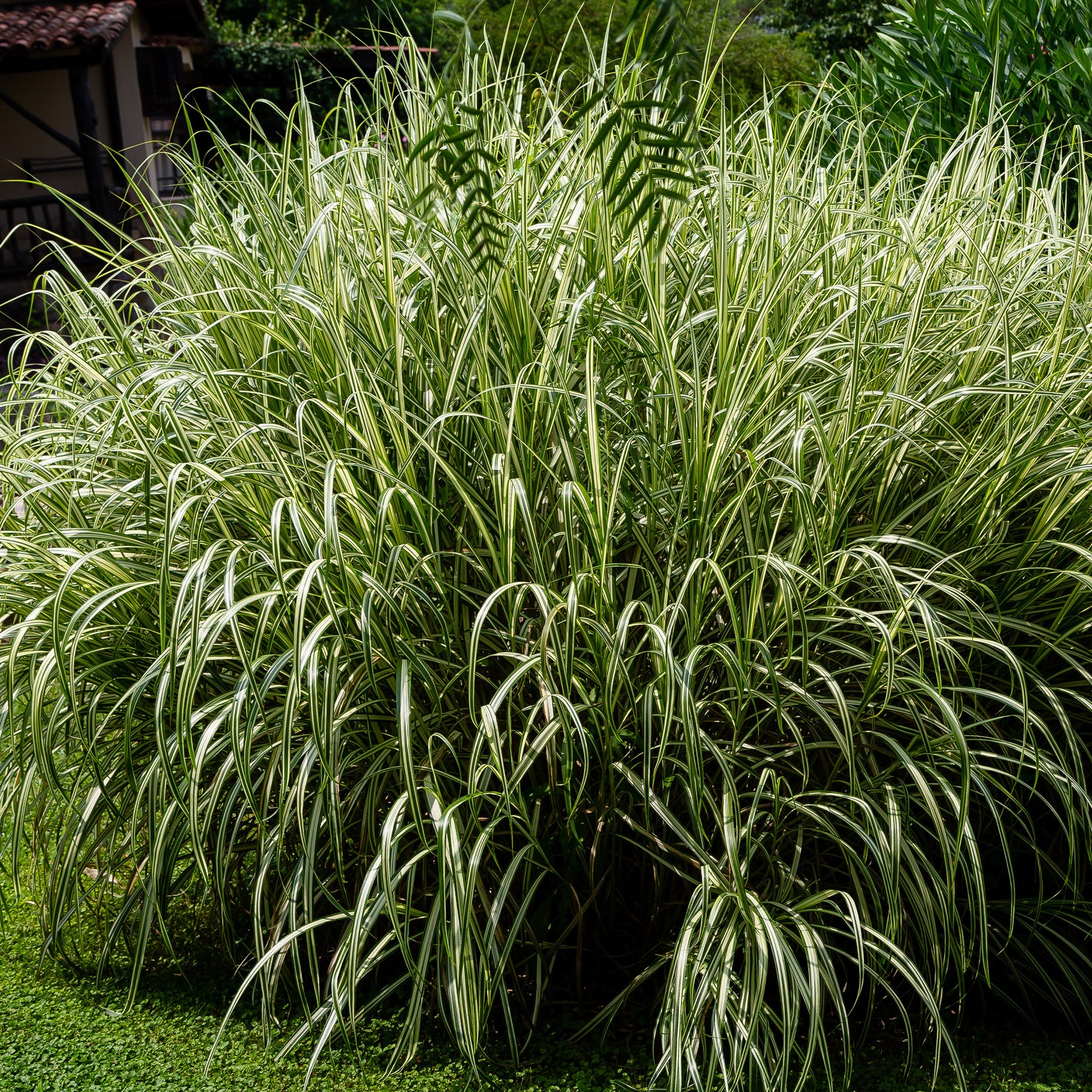 Miscanthus sinensis variegatus - Eulalie Variegatus - Eulalie - Roseau de Chine