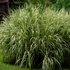 Miscanthus sinensis variegatus - Eulalie Variegatus - Eulalie - Roseau de Chine