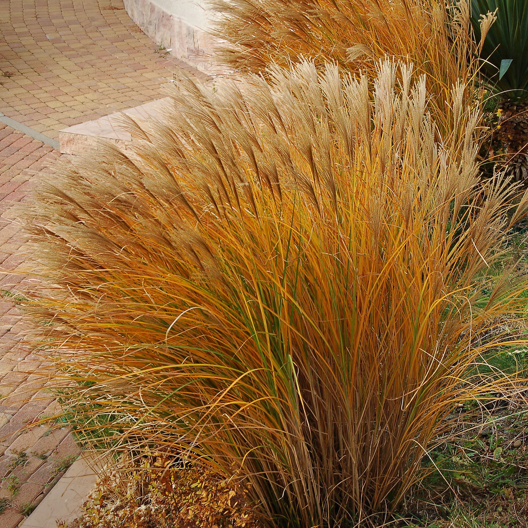 Eulalie Gracillimus - Willemse