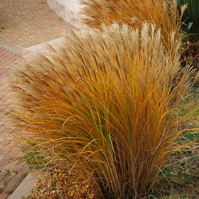 Eulalie Gracillimus - Willemse