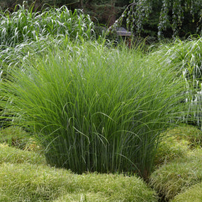 Miscanthus sinensis gracillimus - Eulalie Gracillimus - Eulalie - Roseau de Chine