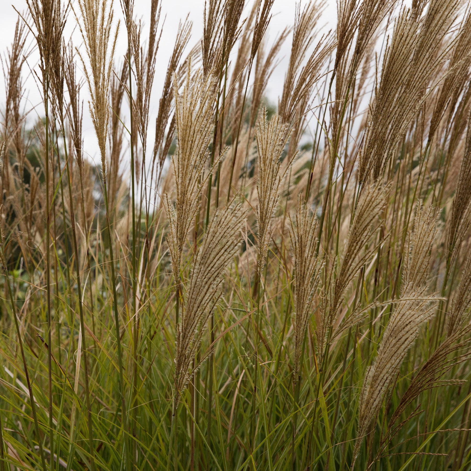 Eulalie - Roseau de Chine - Eulalie Gracillimus - Miscanthus sinensis gracillimus