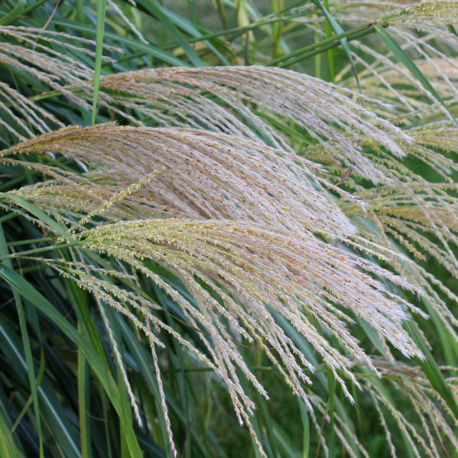 Vente Eulalie Gracillimus - Miscanthus sinensis gracillimus