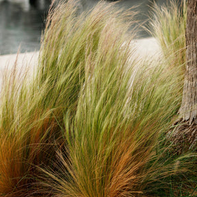 4 graminées décoratives -  - Willemse