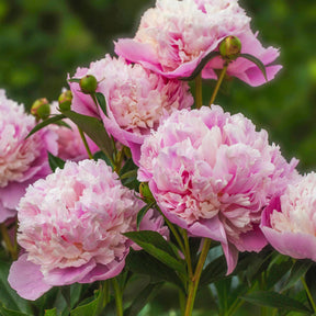Pivoines - Trio de Pivoines rose et rouge  - 