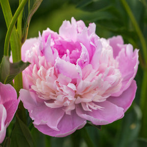 Pivoines - Pivoine Sorbet - Paeonia lactiflora x sorbet