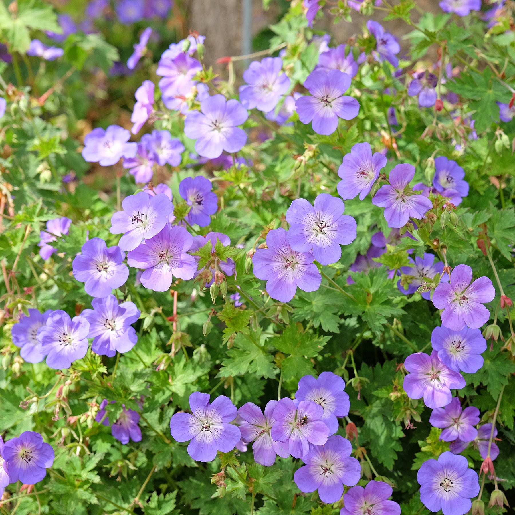 Géranium vivace Rozanne - Willemse