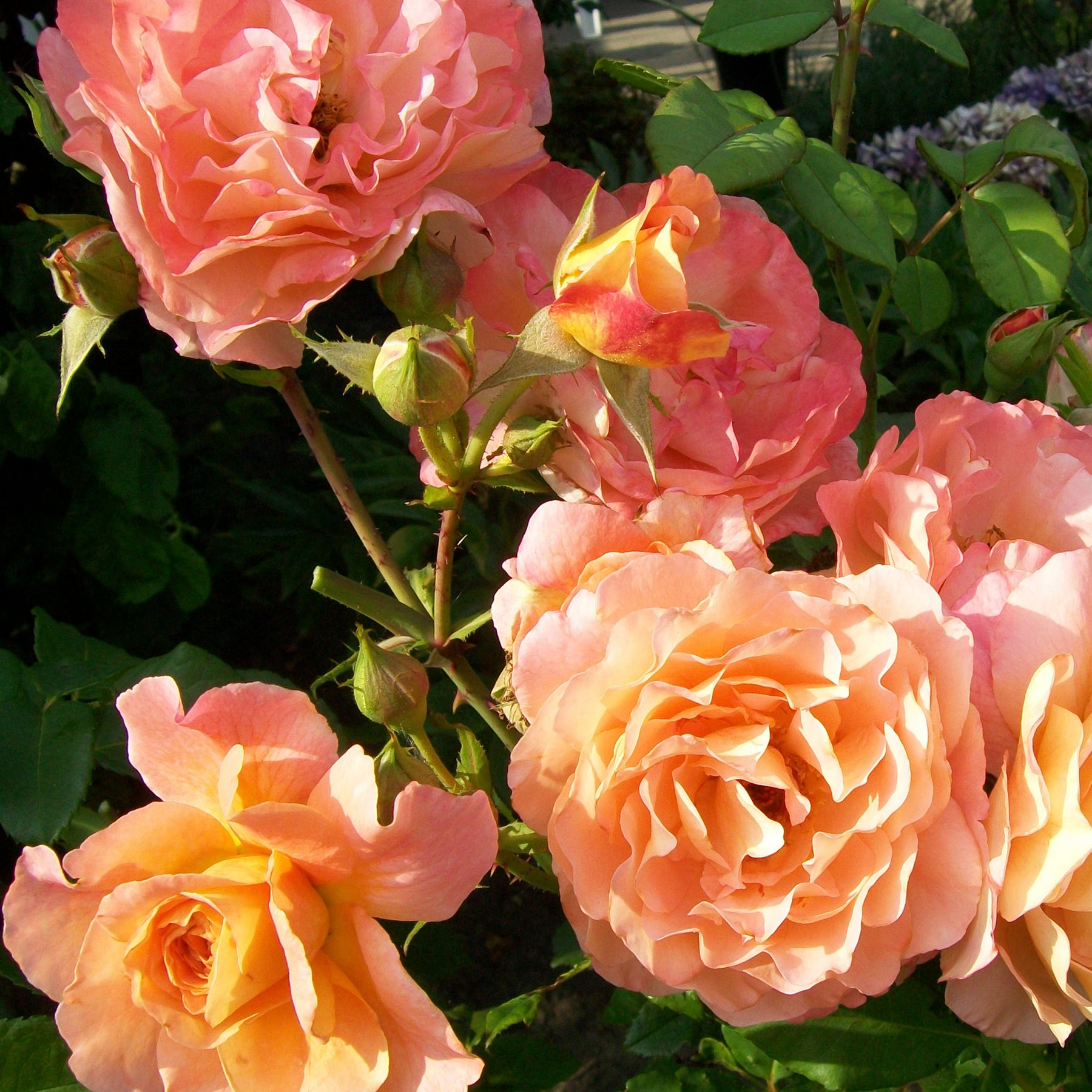 Rosiers à grandes fleurs - Rosier buisson Augusta Louise - Rosa augusta louise