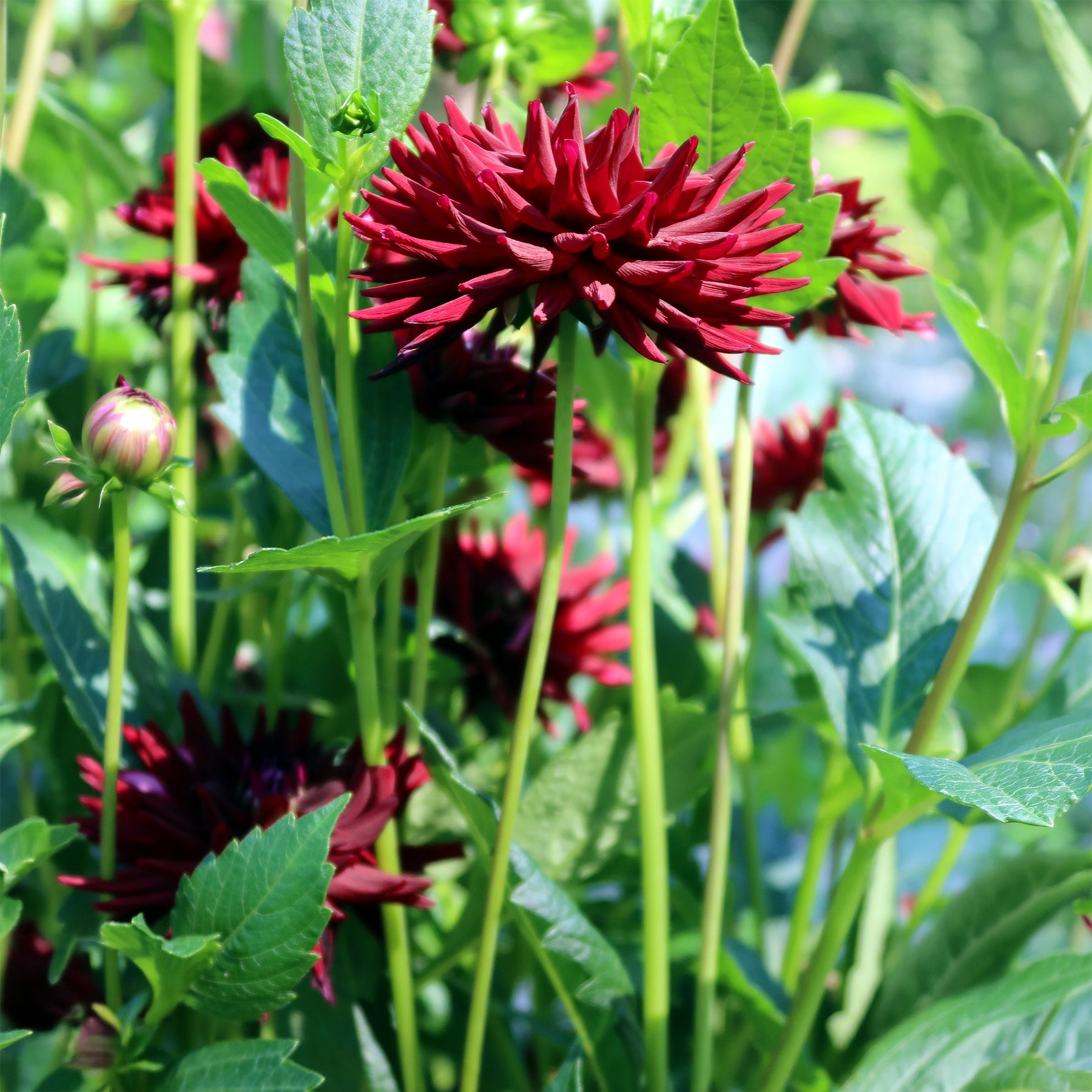 Dahlia - 3 Dahlias cactus presque noir Tamburo - Dahlia tamburo