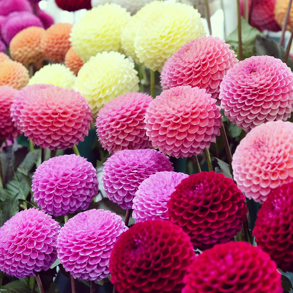 5 Dahlias Pompon Ball en mélange