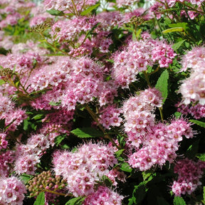 Spirées - Spirée du Japon Shirobana - Spiraea japonica Genpei