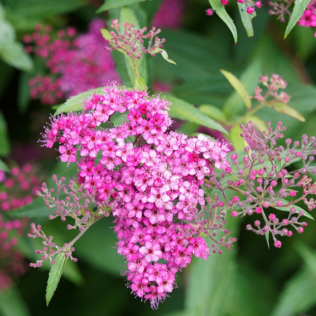 Vente Spirée du Japon Shirobana - Spiraea japonica Genpei