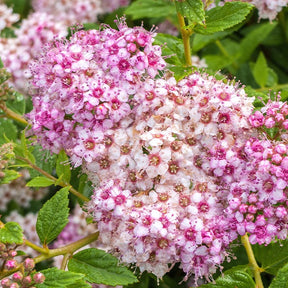 Spiraea japonica Genpei - Spirée du Japon Shirobana - Spirées