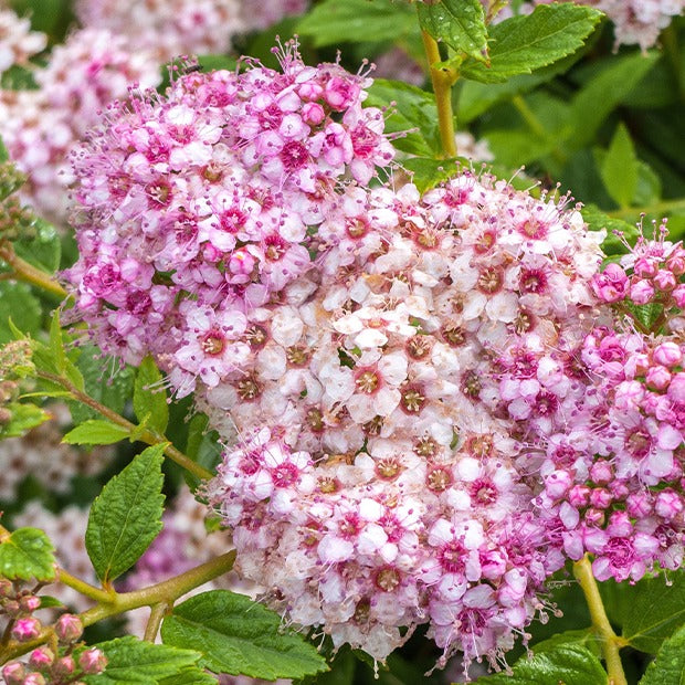 Spiraea japonica Genpei - Spirée du Japon Shirobana - Spirées