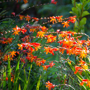 30 Crocosmias en mélange