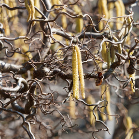 Noisetier - Noisetier tortueux - Corylus avellana 'contorta'