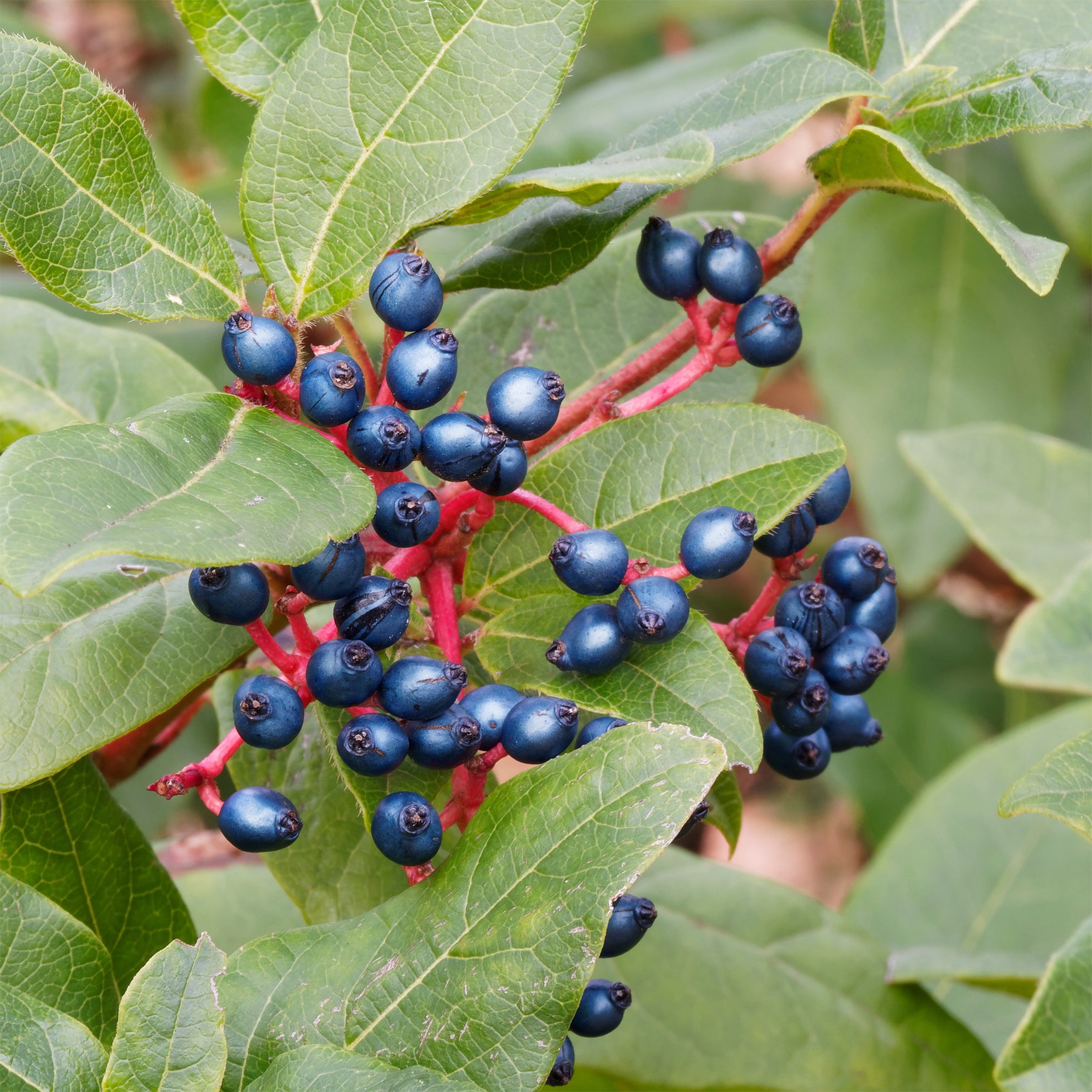 Vente Viorne tin - Viburnum tinus