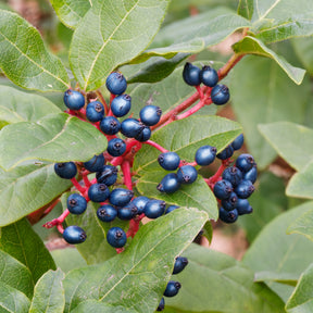 Vente Viorne tin - Viburnum tinus