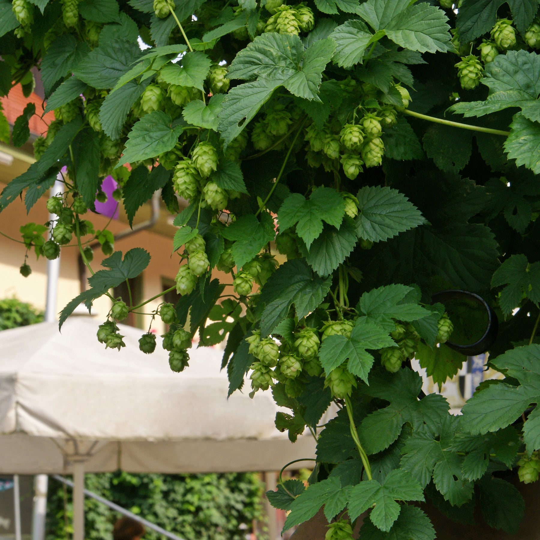 Houblon Magnum - Humulus lupulus magnum - Willemse