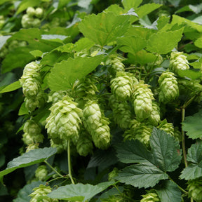 Houblons - Houblon Magnum - Humulus lupulus magnum