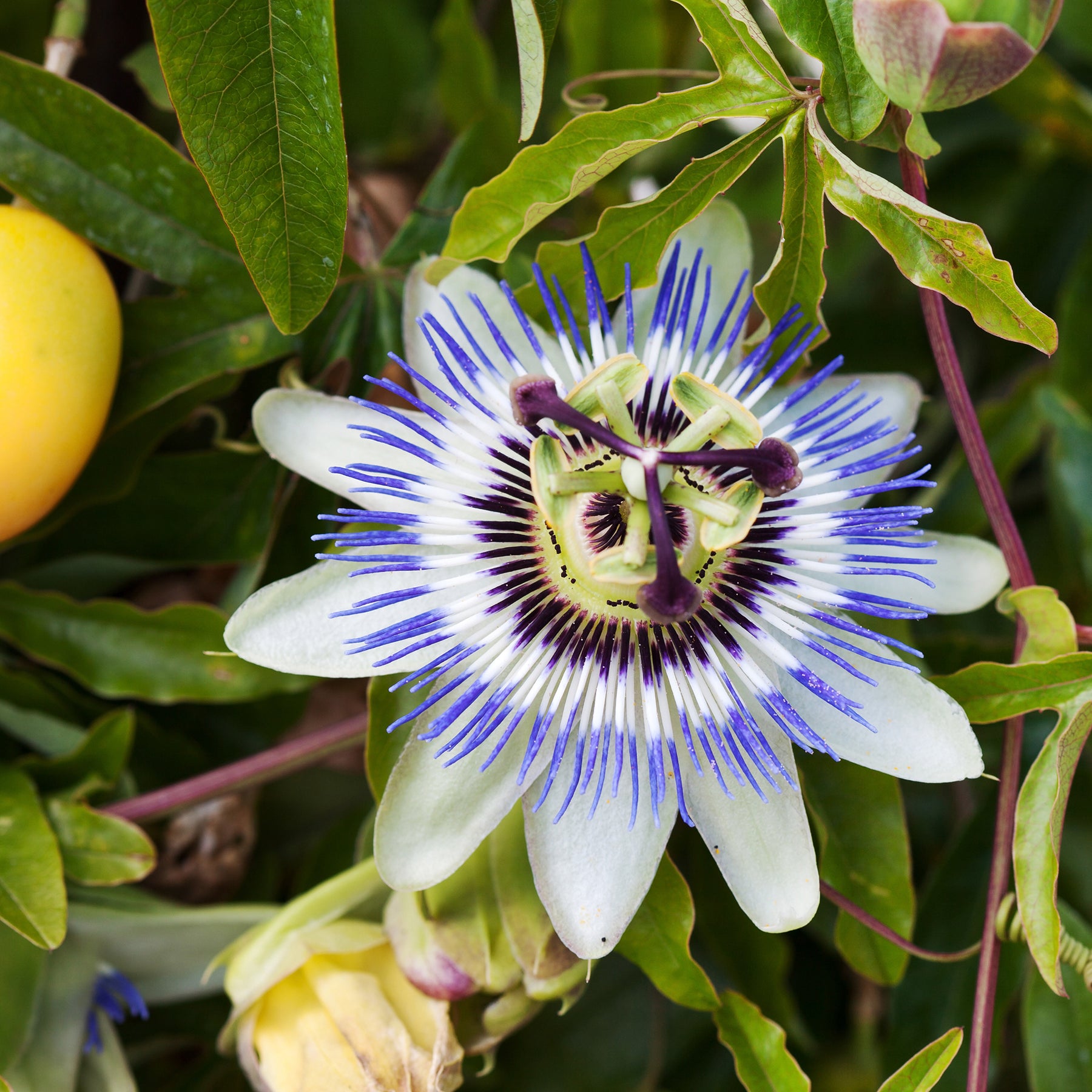 Passiflore bleue