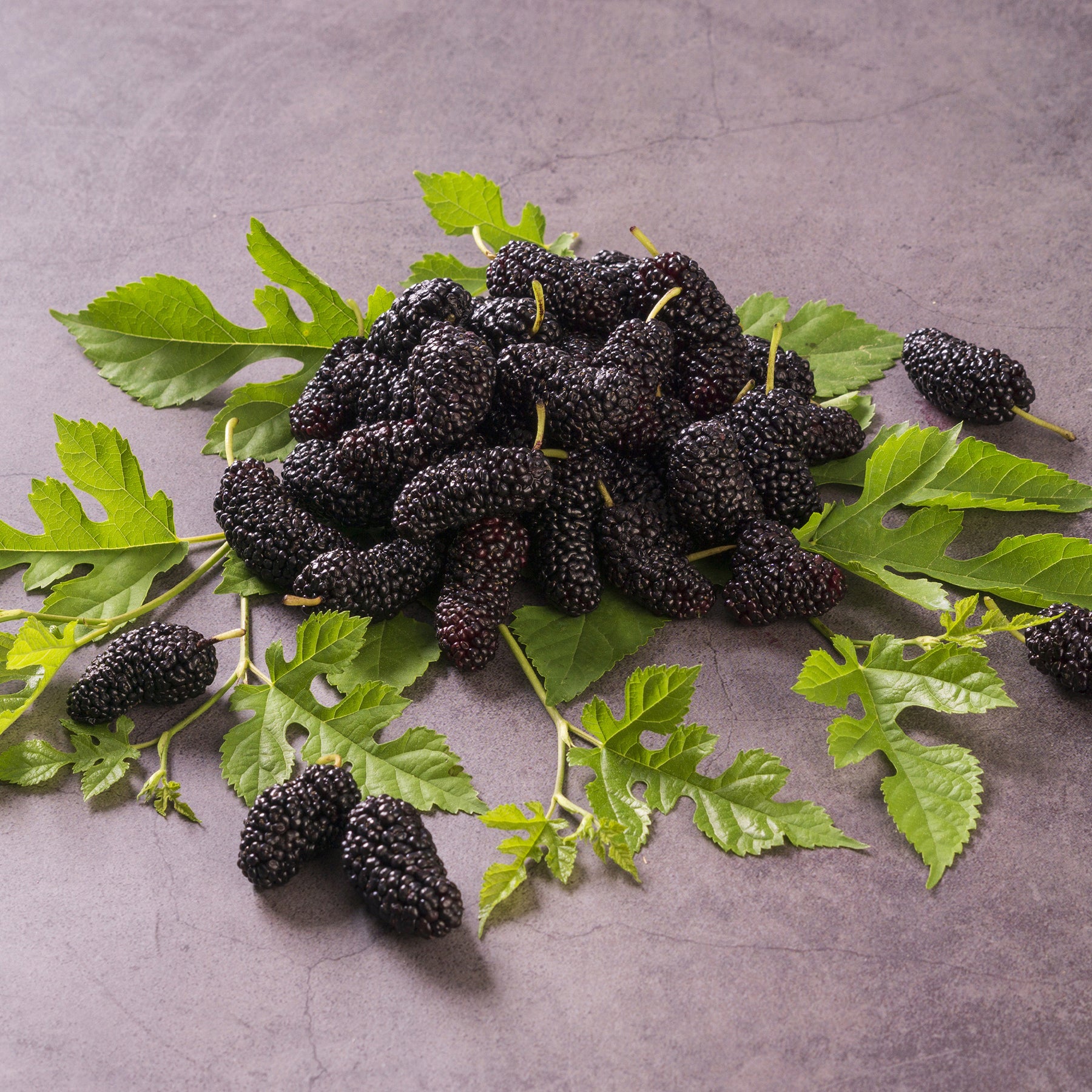 Vente Mûrier de Corée Mulle - Morus acidosa Mulle
