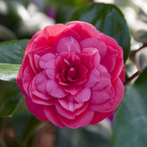 Camélia du Japon Principessa Baciocchi - Willemse