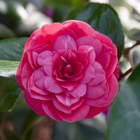 Camélia du Japon Principessa Baciocchi - Willemse