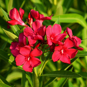 Laurier-rose rouge - Nerium oleander - Willemse