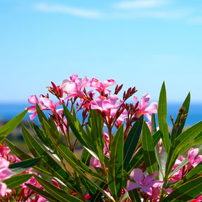 Laurier-rose - Nerium oleander - Willemse
