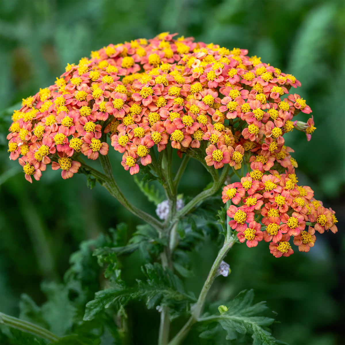 Achillée Walter Funcke - Achillea hybride Walther Funcke - Willemse