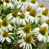 Echinacée pourpre Alba